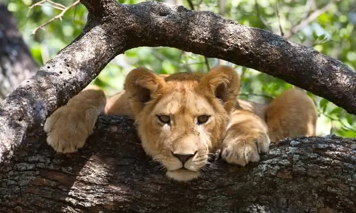 7 Day Tanzania Camping Safari Private Tour