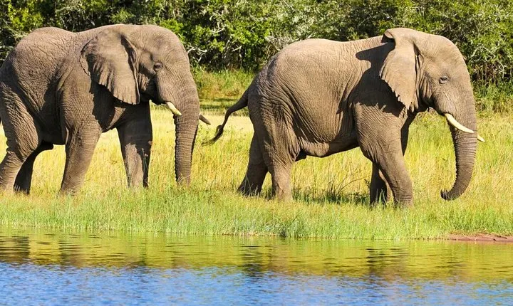 2 Days in Akagera National Park