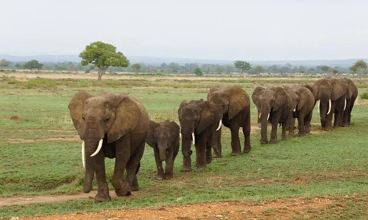 Dar Es Salaam: Day Trip Safari to Mikumi National Park by Train