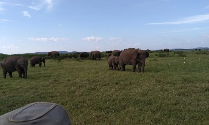 Dambulla, Sigiriya and National Park Safari Tour from Kandy