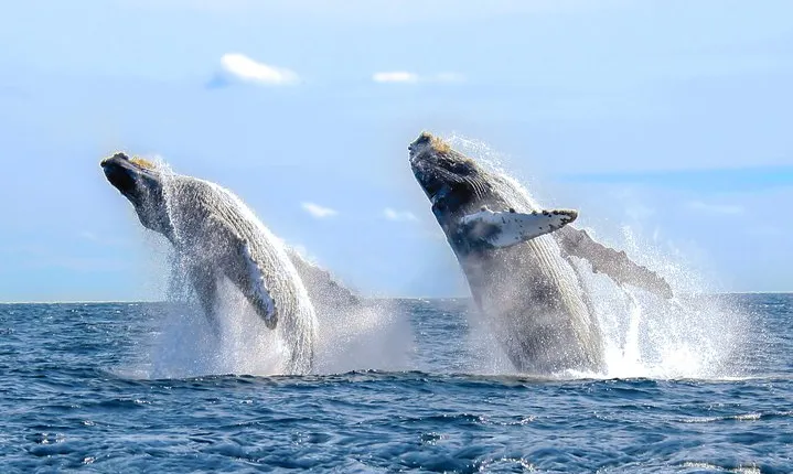 Whale Watching Experience