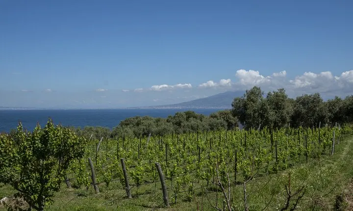 Tasting in the vineyard