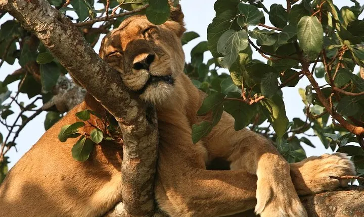 3 Days Queen Elizabeth National Park Safari