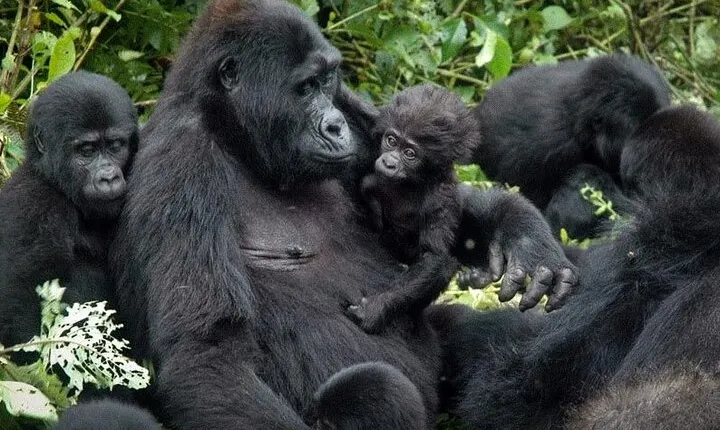 5 days Gorilla, Chimpanzee and Game Safari