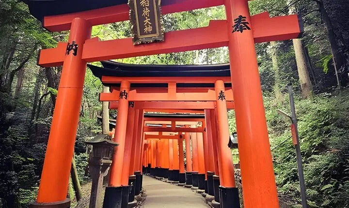 Private SightseeingTour to Kyoto (Green number plates)