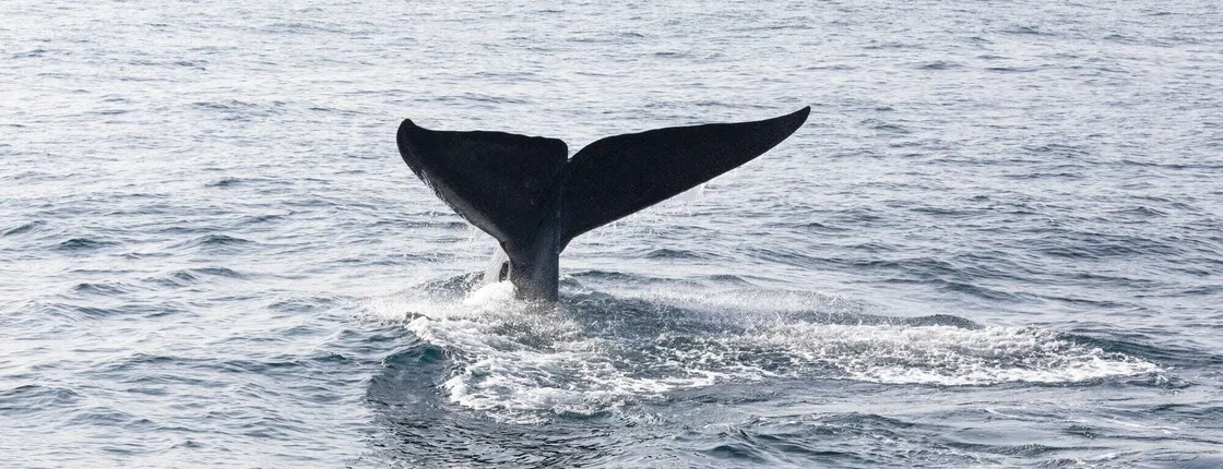 Whale-watching tour with La Farola & Bacardi Island