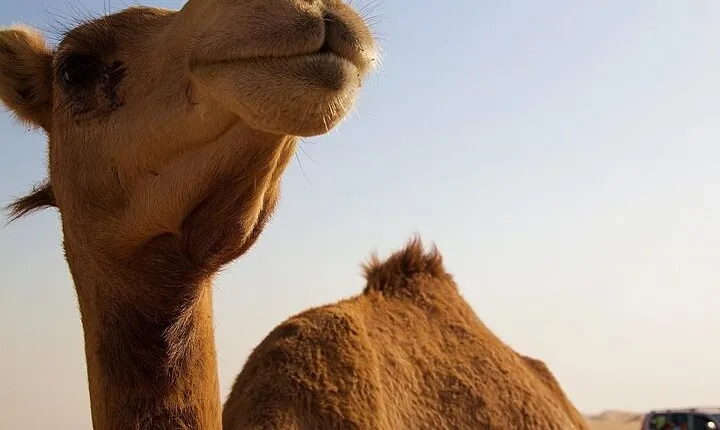 One Hump Camel Farm and Wine Tour
