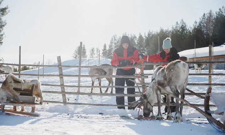 Reindeer Experience with Sledge Ride