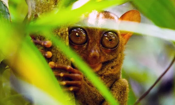 From Cebu: Bohol Countryside Private Tour & Loboc River Cruise