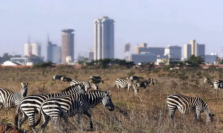 Half Day Tour To Nairobi National Park and Giraffe Center