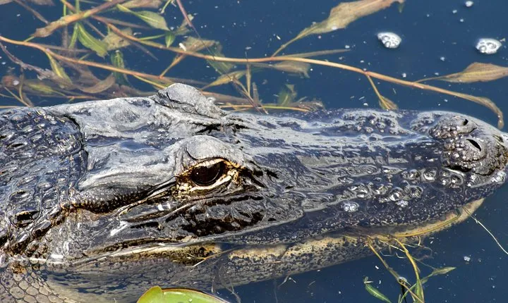 1 Hour Everglades Airboat Tour Central Florida