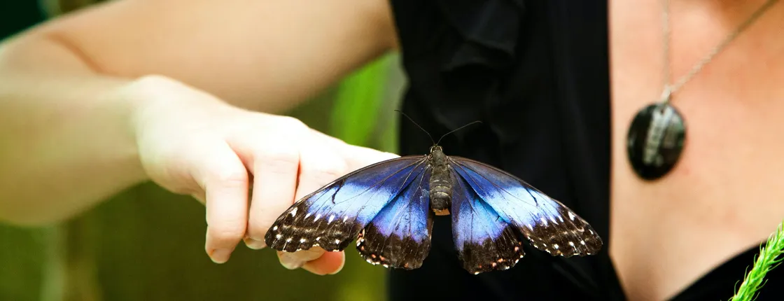 Monteverde Butterfly Garden Ticket