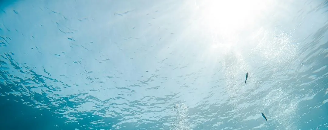 Eco Island Adventure Scuba Diving Courses in Majorca