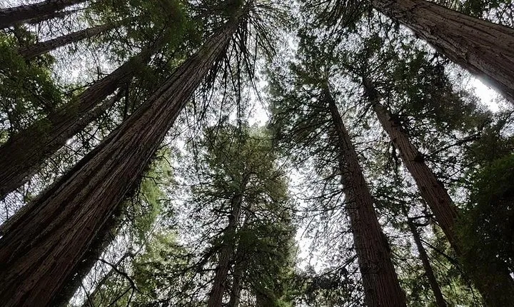 From San Francisco: Guided Tour to Muir Woods Coastal Redwoods