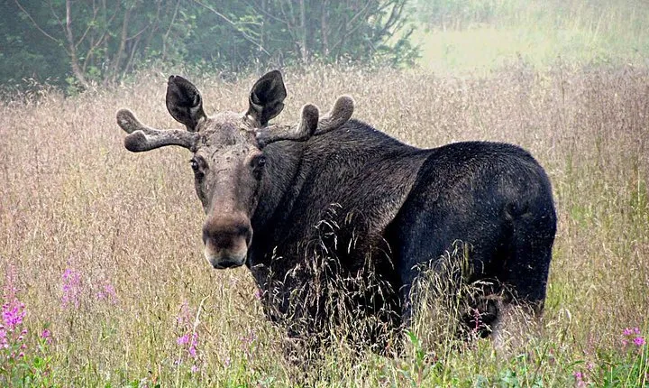 Moose Safari Bodo, Norway, Meet the Largest Land Animal in Europe