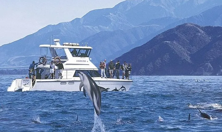Kaikoura Swim with Dolphins Tour from Christchurch