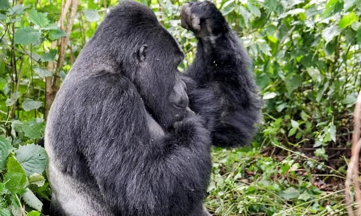 3- Day Chimpanzee & Gorilla Trekking Safari in Uganda