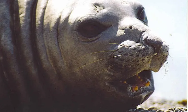 Cruise Shore Excursion Peninsula Valdes - Pto Madryn - Patagonia - Argentina