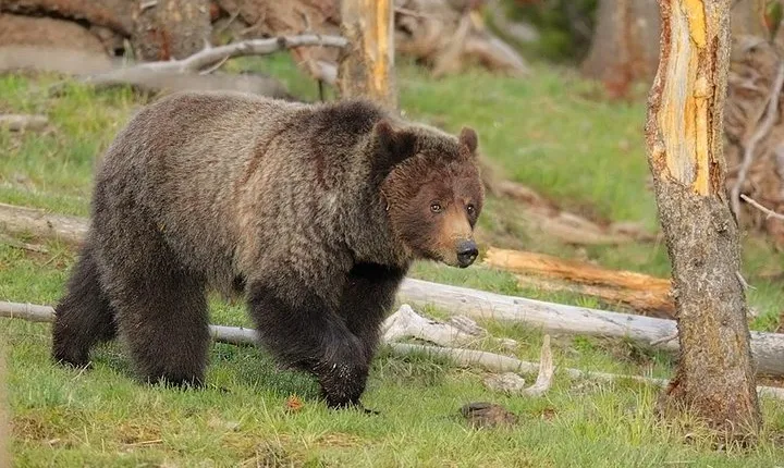 Yellowstone Custom Wildlife and Nature Tour