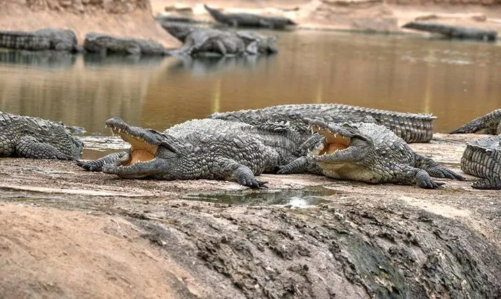 Visite the Crocodiles Park and Botanic garden