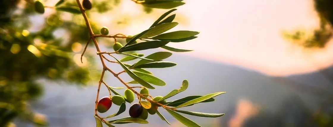 Olive grove and olive oil tasting full day tour from Athens
