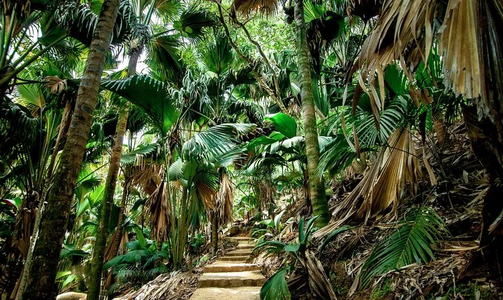 Vallee de Mai Tour (From Praslin)