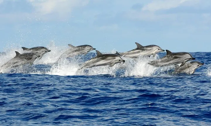 Full Day Snorkeling Trip Dolphin round House