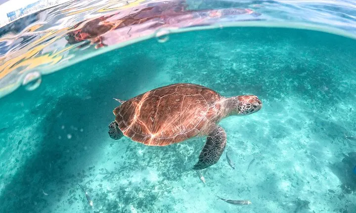 Exotik half a day tour: Cenote Cave and Swimming with Sea Turtles