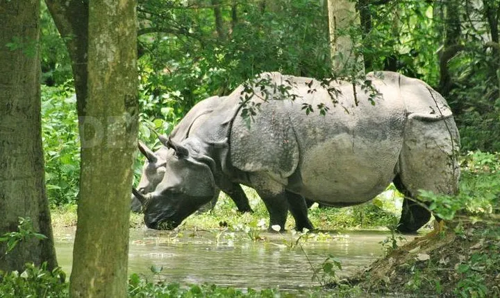 6-Day Tour of Exotic Northeast India: Mawsmai Caves, Double Decker Living Root Bridge and Kaziranga National Park