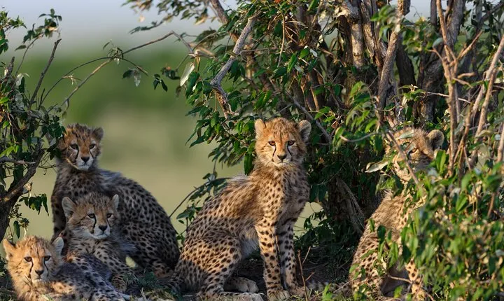 3 Days Group Safari Serengeti & Ngorongoro
