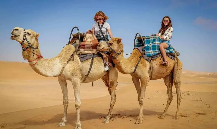 Amazing camel ride in Palmeraie grove & transfer - Marrakesh