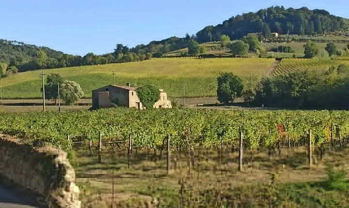 PRIVATE TOUR: Chianti Afternoon tour with visit to 2 wine farms