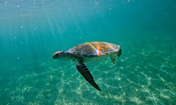 "Private Snorkeling with Turtles EN Akumal + Photos Included"