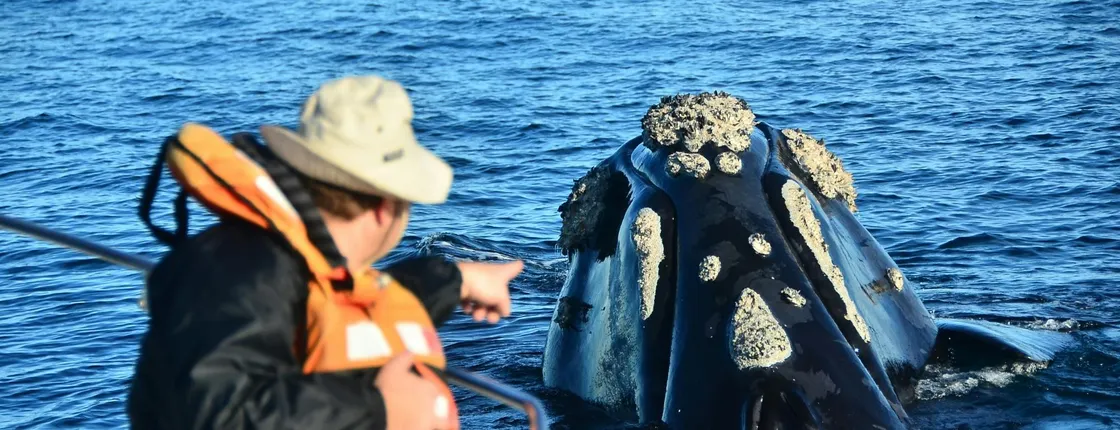 Peninsula Valdes and Whale Watching Tour from Puerto Madryn