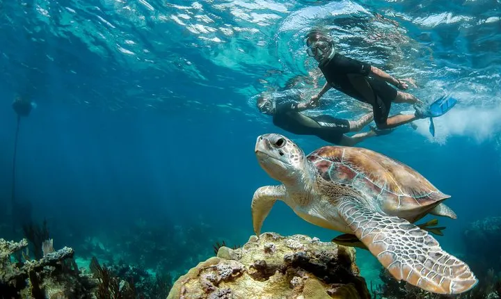 Private Tour Turtle Experience and Cenote Swim