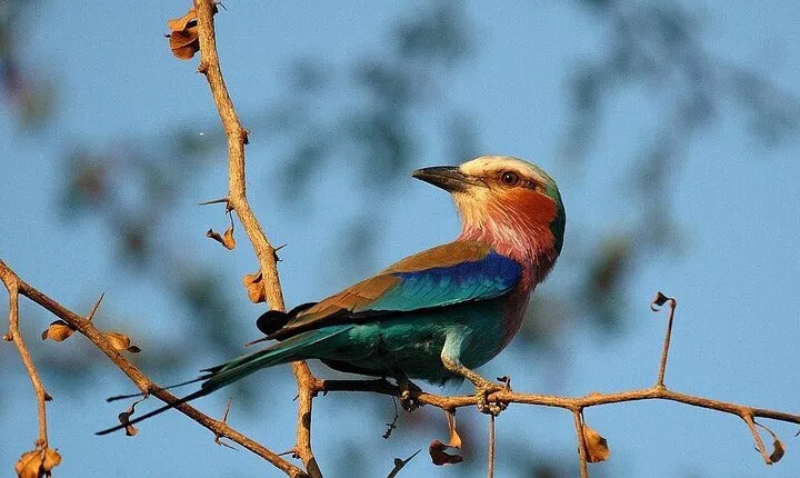 Nyerere National Park Full-Day Private Tour