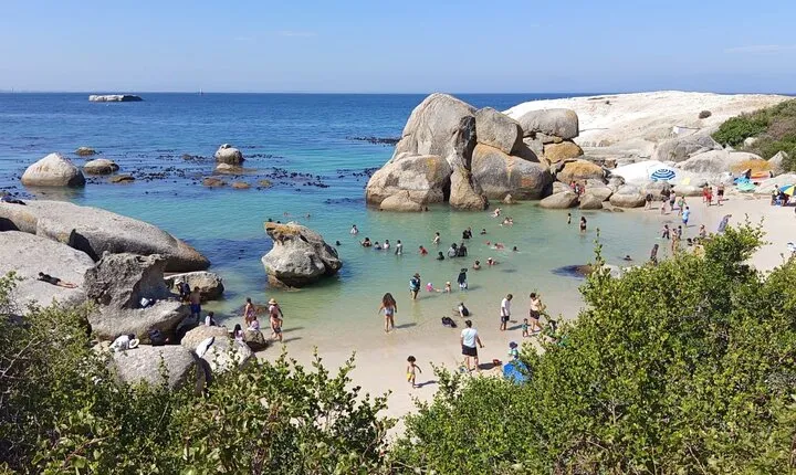 cape town Swimming with penguins at close encounter