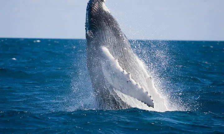 Half-Day Whale Watching and Canal Cruise from Surfers Paradise