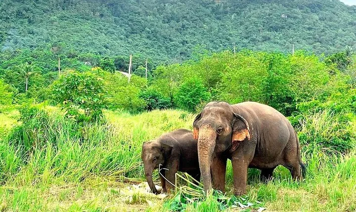 Elephant Nature Care, the largest elephant sanctuary on Koh Samui