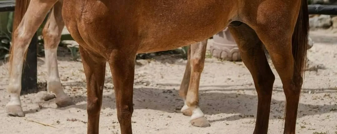 Horse Back Riding at Rancho Bonanza