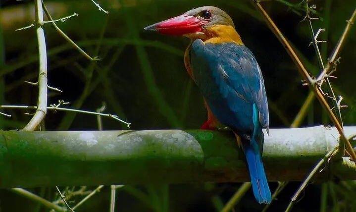 Nam Cat Tien National Park 2 Days 1 Night - Private Tour