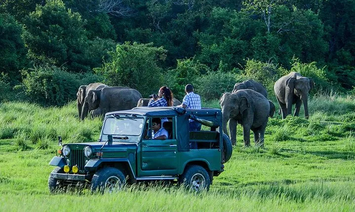 Udawalawe Safari from Hambantota Port (Shore Excursion) by BTM