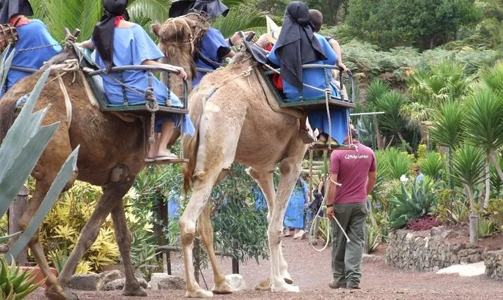 Camel Riding Tour at El Tanque, Tenerife