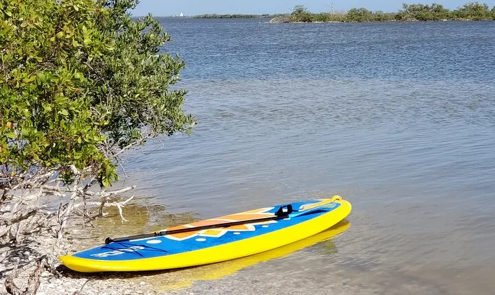 Coastal Wildlife Stand-Up Paddle Adventure