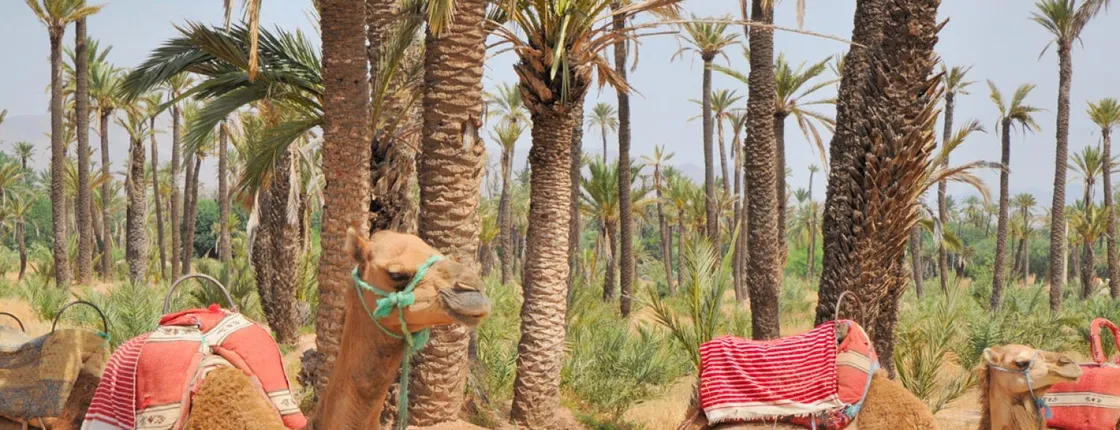 Camel ride in Marrakech Palm Grove