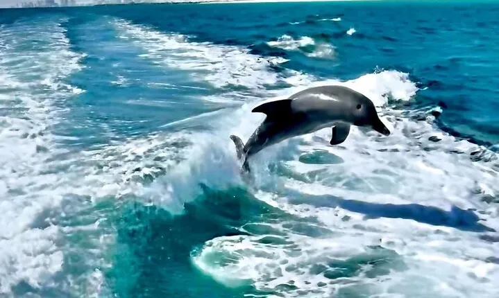 Private 2-Hour Dolphin and Sightseeing Tour
