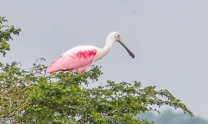 Birding by Boat Cruise at Crooked Tree Wildlife Sanctuary from Belize City