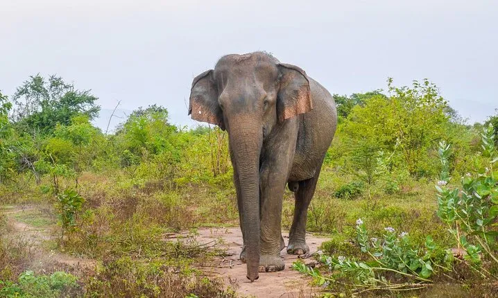All Inclusive Udawalawa National Park Day Tour From Negombo