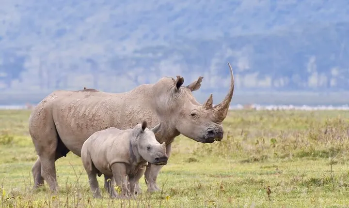 4-Day Masai Mara and Lake Nakuru Safari Tour from Nairobi