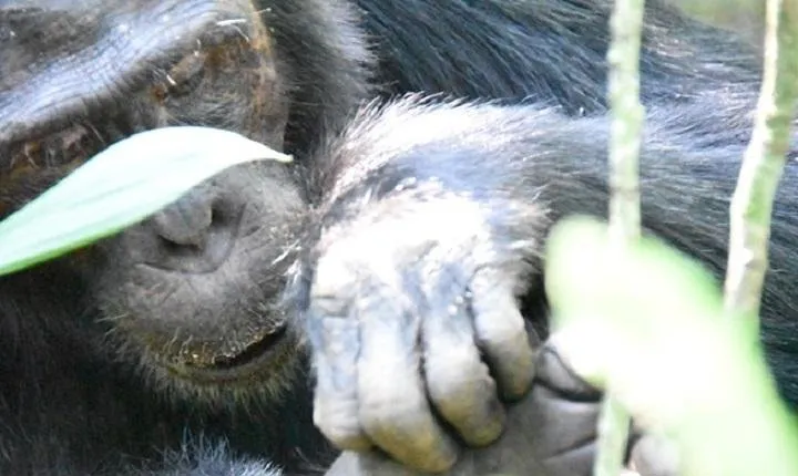 10 Days Classic Uganda Safari